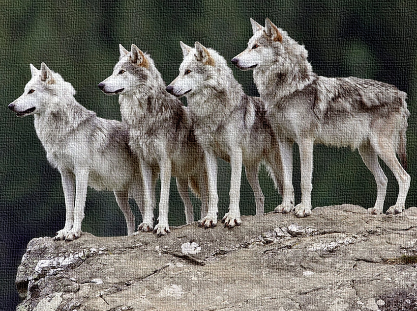 wolfpack